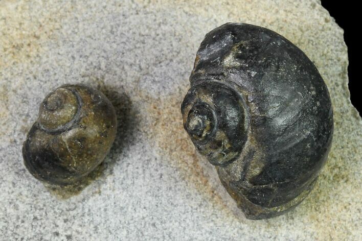 Two Ordovician Gastropod Fossils - Morocco #164094
